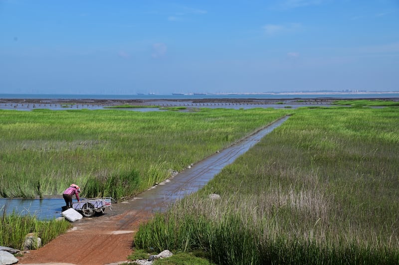 金门洋山海岸泥化后,互花米草大举盘据海岸,对岸的翔安机场工程是潜在祸首之一。