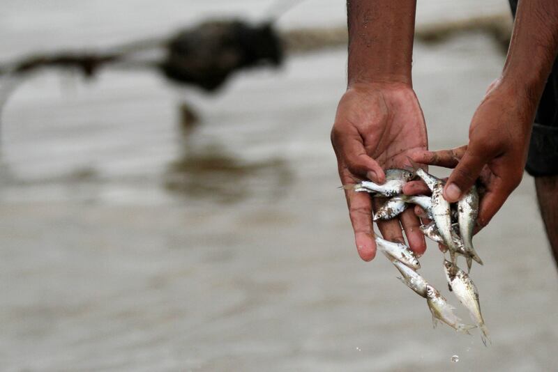 A man collects fish on the banks of the Mekong river in Phnom Penh Dec. 8, 2011.