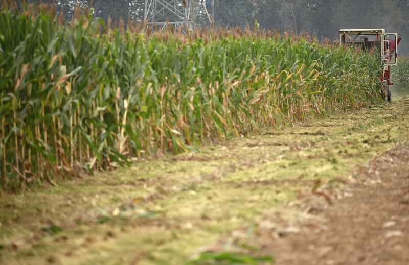 玉米秸秆回归田地，不仅可以保护表土，养分也可以回到土壤。