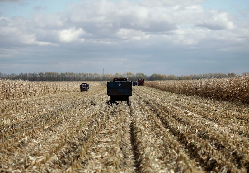 中国从中央到地方火速出台黑土地保护战略，粮食安全议题被推上火线。