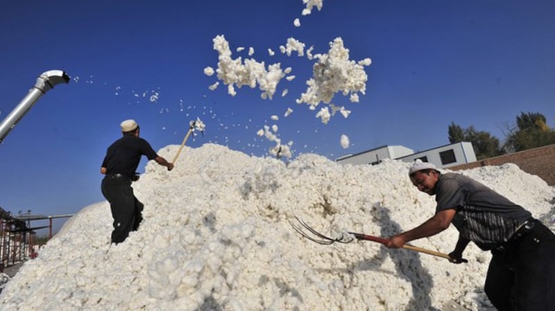 新疆是中国棉花的主要产区之一(法新社)