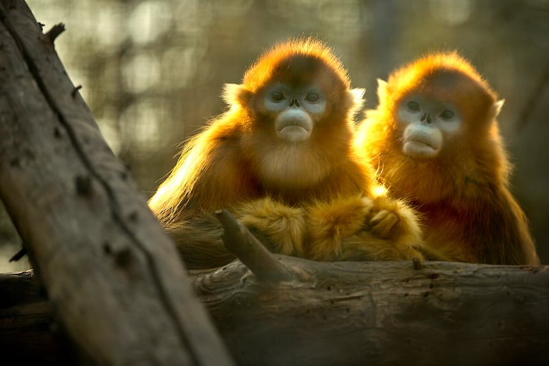 中国科学家在中美交流中也有贡献,像是让美国科学家到云南研究滇金丝猴。(美联社资料图片)